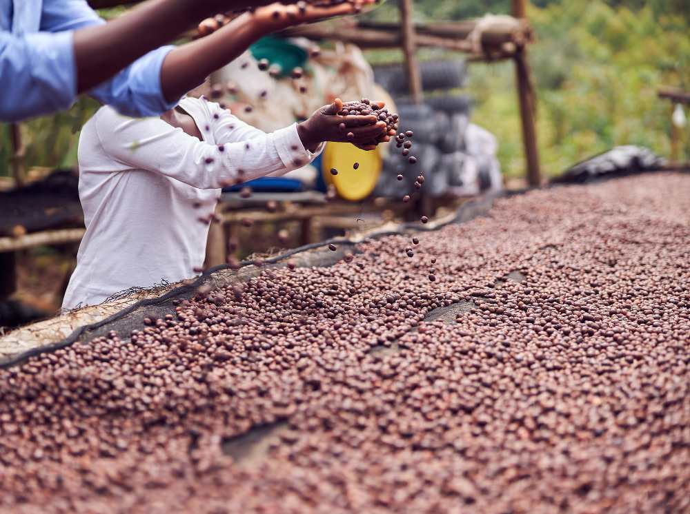 Economie:L’Ouganda désormais premier exportateur africain de café